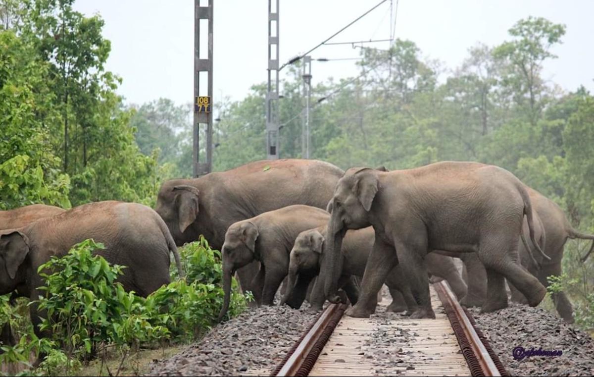 Tragedi di Rel: Kereta Sri Lanka Anjlok Setelah Tabrak Kawanan Gajah, 6 Ekor Tewas